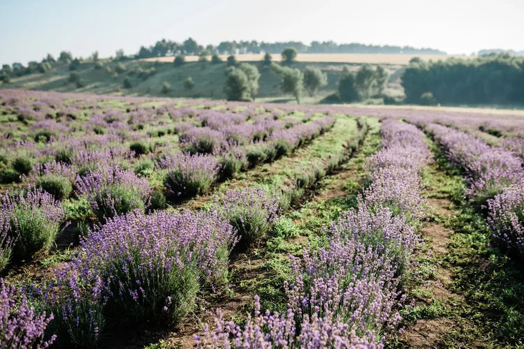 The Art of Scent: How Fragrances Transform Your Home and Mood